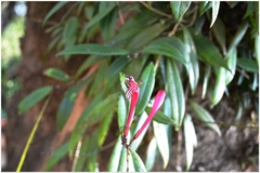 Aeschynanthus perrottetii